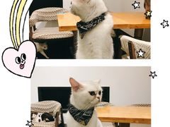 -猫色咖啡·猫咖