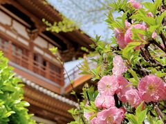 -西安青龙寺遗址景区