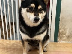 -是阿柴呀！柴犬咖啡·爱喵喵猫咖