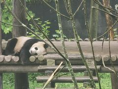-中国大熊猫保护研究中心雅安碧峰峡基地