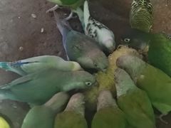 -正佳雨林生态植物园