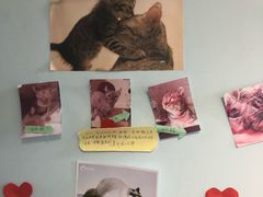 -纳吉亚猫专科动物医院博雅分院