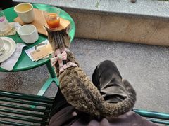 -SAFARI COFFEE