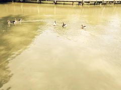 溱湖国家湿地公园-溱湖国家湿地公园