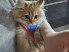 -翊宠yipet猫狗购宠庄园犬舍•猫舍