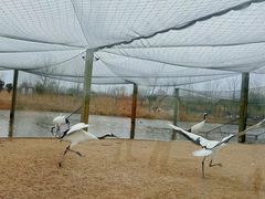 -盐城丹顶鹤湿地生态旅游区