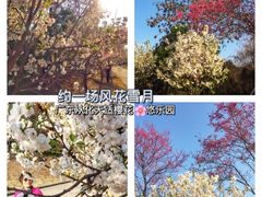 -天适樱花悠乐园