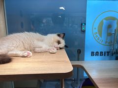 -BABIT巴比特宠物(MOMOPARK店)