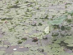 -莲湖公园