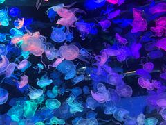 -合肥海洋世界