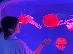 -芜湖新华联大白鲸海洋公园