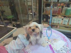 -Oh My Dog宠物沙龙(伊珊娜皮毛护理店)