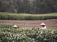 -龙坞茶村