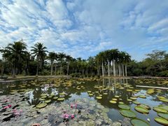 -中国科学院西双版纳热带植物园
