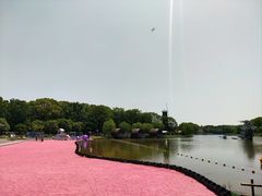 -上海鲜花港