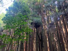 -武陵山森林公园