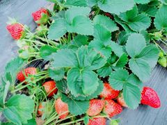 -任达丞国农庄(任达山庄店)