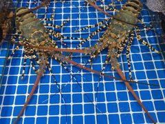 -三亚火车头万人海鲜广场