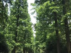 -东平国家森林公园