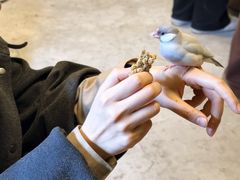 -吉丁鸟咖·异宠·寄养