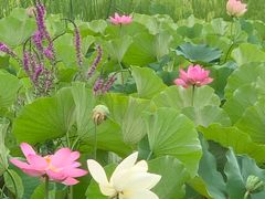 -莲花池公园