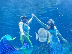 -芜湖新华联大白鲸海洋公园