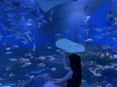 -顺德南宏海立方海洋公园