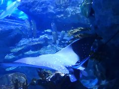 -海合安武汉极地海洋公园