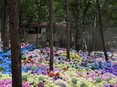 -洛阳白云山景区