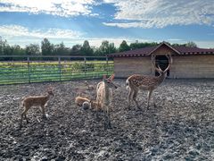 -安德鲁户外烧烤帐篷营地(马泉营店)