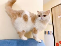 -滚猫咖啡·猫咖·猫友好撸猫(未来城店)
