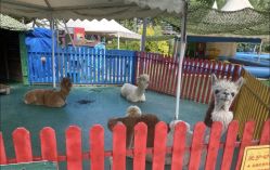 -萌宠亲子动物乐园(槐房万达店)