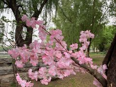 -莲花池公园