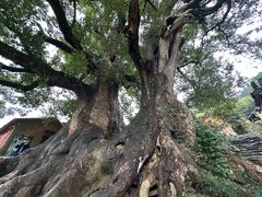 -杨家堂村