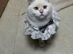 -喵zoo家庭繁育猫舍(尖东智能花园店)