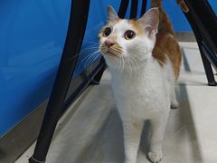 -康爱犬猫诊所·牙专科·骨外科·影像内科(丰宁店)