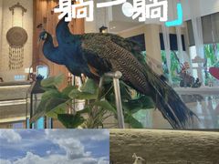 -西双版纳融创皇冠假日度假酒店