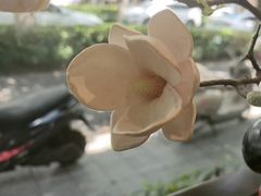 -苏面斋·本地传统苏式面馆