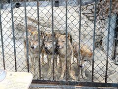 -大连森林动物园