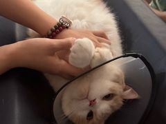 -瑞鹏宠物医院·骨科·猫科·内科(第一中心)