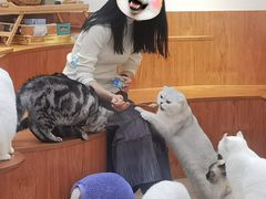 -有猫主题·治愈系猫咖(曾厝垵店)