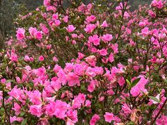 -梧桐山风景名胜区