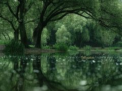 -上海共青森林公园