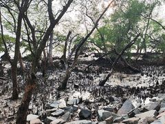 -宝安西湾红树林湿地公园