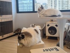 -有喵·猫咖·狗咖·30几只猫10只小狗(岗厦店)