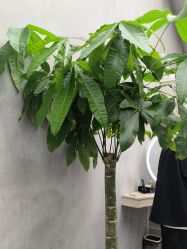 -DK SALON连锁专业烫染接发店