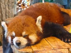 -北京野生动物园