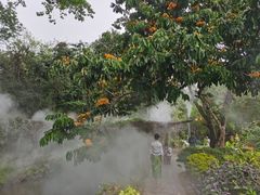 -中国科学院西双版纳热带植物园