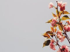 -南山植物园