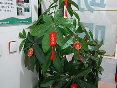 -自然之声助听器·呼吸机(和平店)